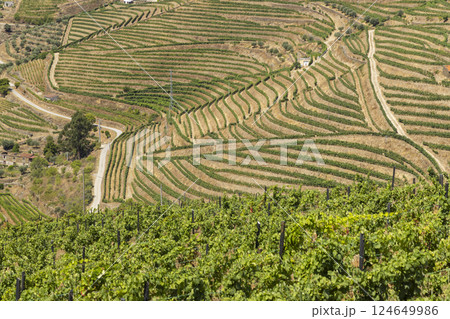 Typical vineyard near Ervedosa do Douro, Alto Douro, Portugal 124649986