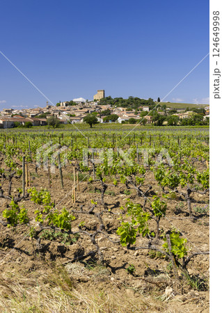Typical vineyard with stones near Chateauneuf-du-Pape, Cotes du Rhone, France Typical vineyard with stones near Chateauneuf-du-Pape, Cotes du Rhone, France 124649998