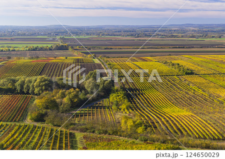Autumn vineyard near Velke Bilovice, Southern Moravia, Czech Republic Autumn vineyard near Velke Bilovice, Southern Moravia, Czech Republic 124650029