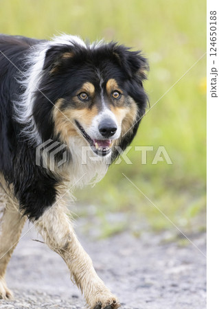 a large dog caught on the run a large dog caught on the run 124650188