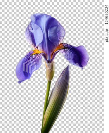 Majestic Purple Iris in Bloom 124650224