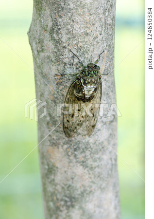 ミンミンゼミ ミンミンゼミ 124650384