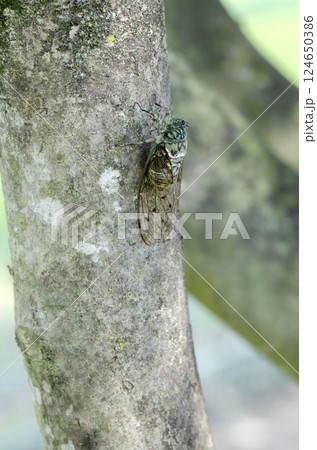 ミンミンゼミ 124650386