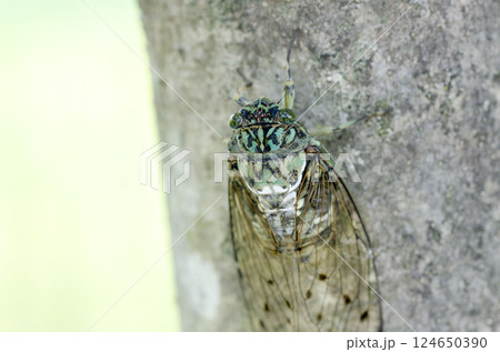 ミンミンゼミ ミンミンゼミ 124650390