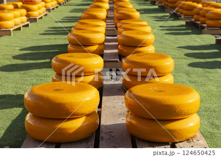 series of cheeses in a row in the Netherlands 124650425