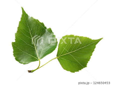 Two Green Birch Leaves with Serrated Edges and Triangular Shapes 124650453