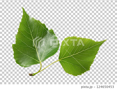 Two Green Birch Leaves with Serrated Edges and Triangular Shapes 124650453
