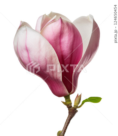 Graceful Pink and White Magnolia Blossom Graceful Pink and White Magnolia Blossom 124650454