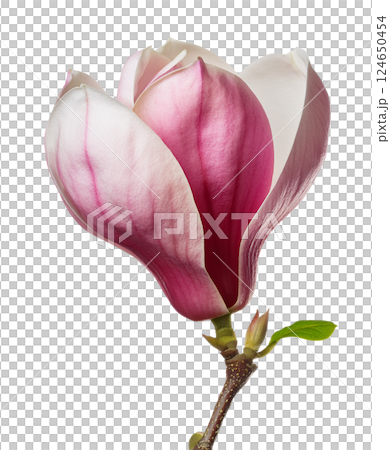 Graceful Pink and White Magnolia Blossom Graceful Pink and White Magnolia Blossom 124650454