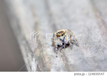 ネコハエトリ 124650547