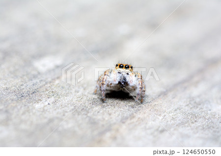 ネコハエトリ 124650550