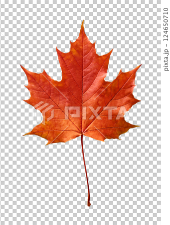 Vibrant Red Maple Leaf in Full Autumnal Glory Vibrant Red Maple Leaf in Full Autumnal Glory 124650710