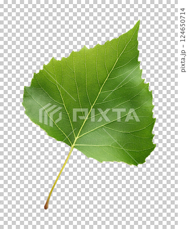 Single Green Poplar Leaf with Triangular Shape and Serrated Edges 124650714