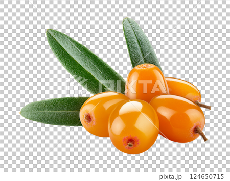 Vibrant Sea Buckthorn with a Cluster of Bright Orange Berries Vibrant Sea Buckthorn with a Cluster of Bright Orange Berries 124650715
