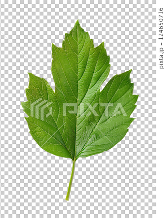 Green Viburnum Leaf with Palmate Lobes and Serrated Edges Green Viburnum Leaf with Palmate Lobes and Serrated Edges 124650716