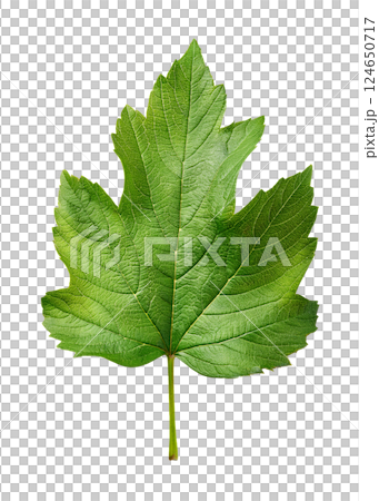 Vibrant Green Viburnum Leaf for Botanical Projects Vibrant Green Viburnum Leaf for Botanical Projects 124650717