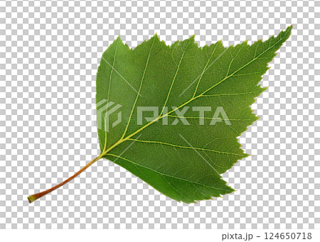 Detailed Green Birch Leaf Detailed Green Birch Leaf 124650718