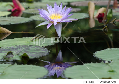 神秘的な雰囲気を持つ睡蓮の花ー六 神秘的な雰囲気を持つ睡蓮の花ー六 124650726