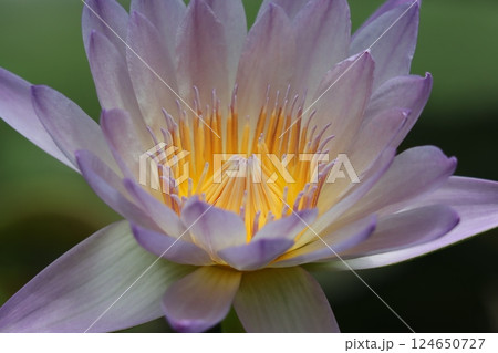 神秘的な雰囲気を持つ睡蓮の花ー七 124650727