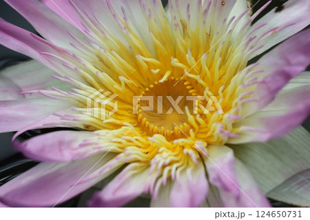 絵画の題材としても魅力的な睡蓮の花 124650731