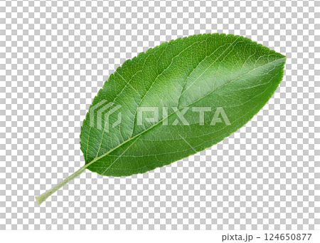 Vibrant Green Leaf with Detailed Veins and Serrated Edges Vibrant Green Leaf with Detailed Veins and Serrated Edges 124650877