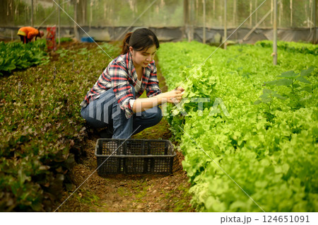 Female farmer picking fresh butterhead lettuce in greenhouse Female farmer picking fresh butterhead lettuce in greenhouse 124651091