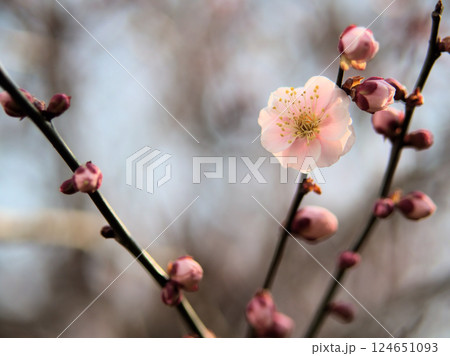 3月に咲いた淡いピンク色の梅の花「八重旭（ヤエアサヒ）」 124651093