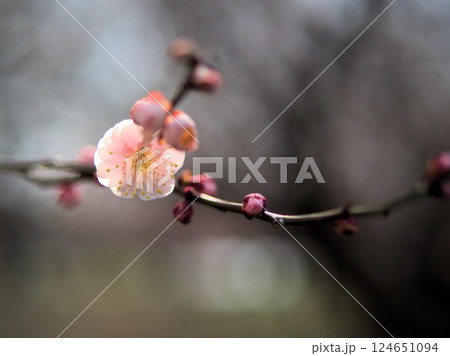 3月に咲いた淡いピンク色の梅の花「八重旭（ヤエアサヒ）」 124651094