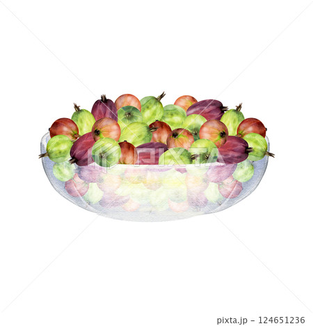 Gooseberry Currant berries in glass bowl hand drawn in watercolor, ripe picked harvest, lingonberry huckleberry juneberry. Isolated illustration. Restaurant cafe menu, cookbook, farmers market grocery 124651236