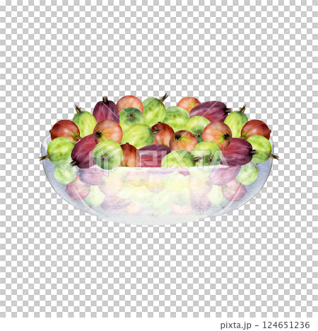 Gooseberry Currant berries in glass bowl hand drawn in watercolor, ripe picked harvest, lingonberry huckleberry juneberry. Isolated illustration. Restaurant cafe menu, cookbook, farmers market grocery 124651236