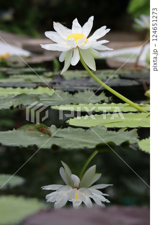神秘的な雰囲気を持つ睡蓮の花 124651273