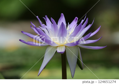 神秘的な雰囲気を持つ睡蓮の花ー壱 神秘的な雰囲気を持つ睡蓮の花ー壱 124651274