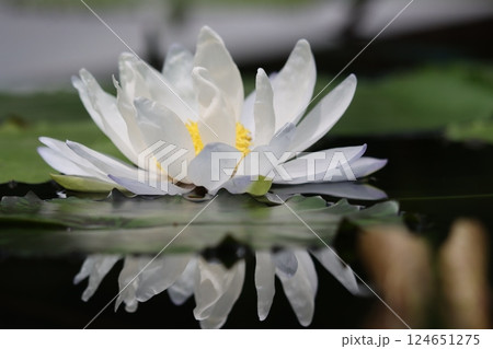 神秘的な雰囲気を持つ睡蓮の花ー弐 124651275