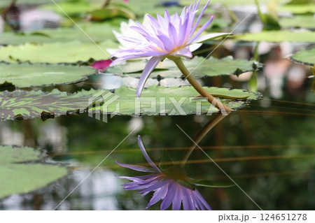 神秘的な雰囲気を持つ睡蓮の花ー四 124651278
