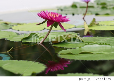 神秘的な雰囲気を持つ睡蓮の花ー五 124651279