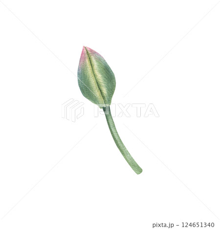 Unopened bud of pink tulip. Hand drawn watercolor illustration of spring young flower on isolated background. Floral and nature theme. Botanical drawing for invitation, wedding or greeting cards. Unopened bud of pink tulip. Hand drawn watercolor illustration of spring young flower on isolated background. Floral and nature theme. Botanical drawing for invitation, wedding or greeting cards. 124651340