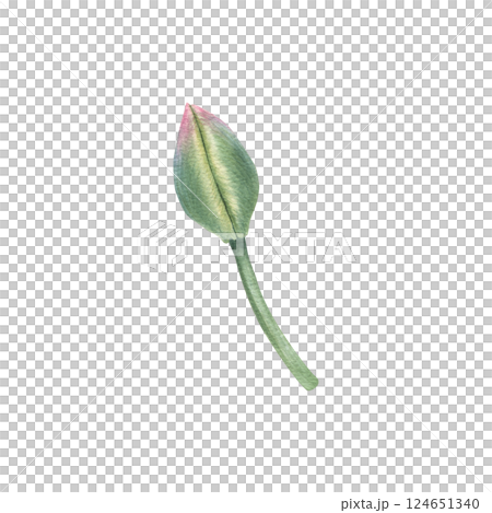 Unopened bud of pink tulip. Hand drawn watercolor illustration of spring young flower on isolated background. Floral and nature theme. Botanical drawing for invitation, wedding or greeting cards. Unopened bud of pink tulip. Hand drawn watercolor illustration of spring young flower on isolated background. Floral and nature theme. Botanical drawing for invitation, wedding or greeting cards. 124651340