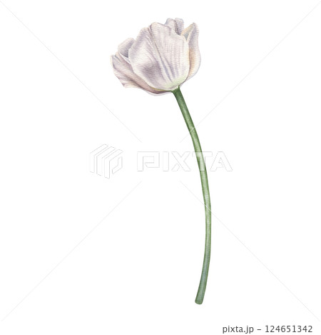White blooming tulip with green stem. Hand drawn watercolor illustration of elegant flower on isolated background. Floral, spring and nature theme. Perfect for marketing, design and creative project. White blooming tulip with green stem. Hand drawn watercolor illustration of elegant flower on isolated background. Floral, spring and nature theme. Perfect for marketing, design and creative project. 124651342