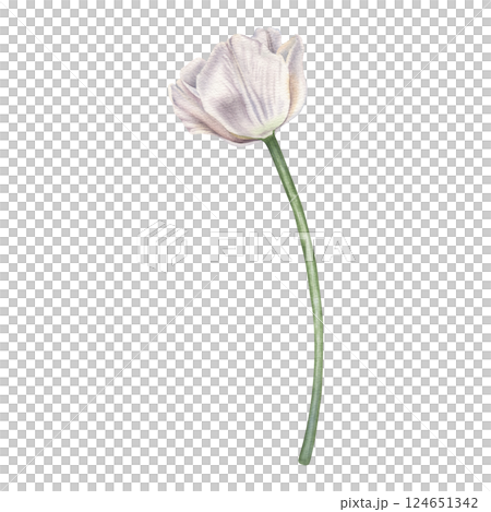 White blooming tulip with green stem. Hand drawn watercolor illustration of elegant flower on isolated background. Floral, spring and nature theme. Perfect for marketing, design and creative project. White blooming tulip with green stem. Hand drawn watercolor illustration of elegant flower on isolated background. Floral, spring and nature theme. Perfect for marketing, design and creative project. 124651342