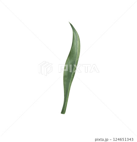 Green tulip leaf with soft watercolor transitions and shades. Hand drawn illustration of elegant plant elongated shape, with central vein and slightly wavy edges on isolated background. Botanical art. Green tulip leaf with soft watercolor transitions and shades. Hand drawn illustration of elegant plant elongated shape, with central vein and slightly wavy edges on isolated background. Botanical art. 124651343