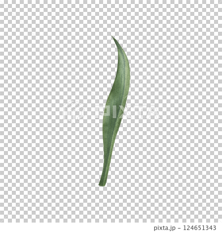 Green tulip leaf with soft watercolor transitions and shades. Hand drawn illustration of elegant plant elongated shape, with central vein and slightly wavy edges on isolated background. Botanical art. Green tulip leaf with soft watercolor transitions and shades. Hand drawn illustration of elegant plant elongated shape, with central vein and slightly wavy edges on isolated background. Botanical art. 124651343