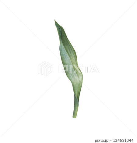 Green tulip leaf with soft watercolor transitions and shades. Hand drawn illustration of elegant plant elongated shape, with central vein and slightly wavy edges on isolated background. Botanical art. 124651344