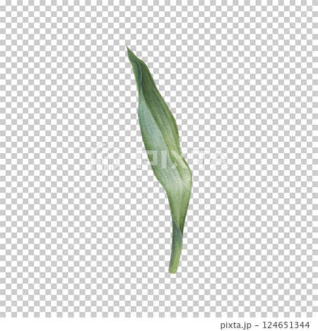 Green tulip leaf with soft watercolor transitions and shades. Hand drawn illustration of elegant plant elongated shape, with central vein and slightly wavy edges on isolated background. Botanical art. 124651344