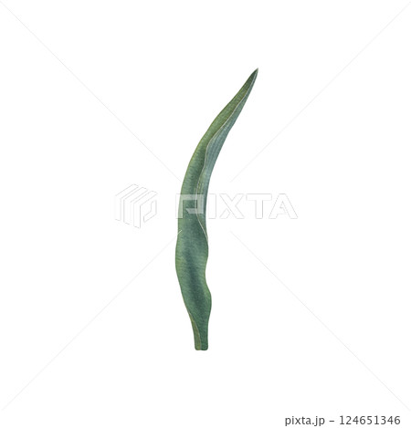 Green tulip leaf with soft watercolor transitions and shades. Hand drawn illustration of elegant plant elongated shape, with central vein and slightly wavy edges on isolated background. Botanical art. 124651346