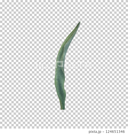 Green tulip leaf with soft watercolor transitions and shades. Hand drawn illustration of elegant plant elongated shape, with central vein and slightly wavy edges on isolated background. Botanical art. 124651346