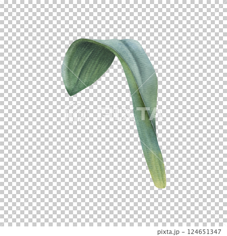 Green tulip leaf with soft watercolor transitions and shades. Hand drawn illustration of elegant plant elongated shape, with central vein and slightly wavy edges on isolated background. Botanical art. 124651347