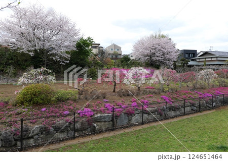 坪井近隣公園の春 124651464