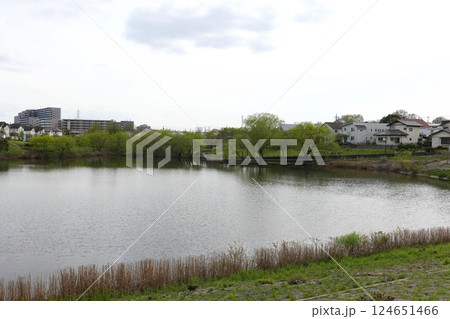 坪井近隣公園の春 坪井近隣公園の春 124651466