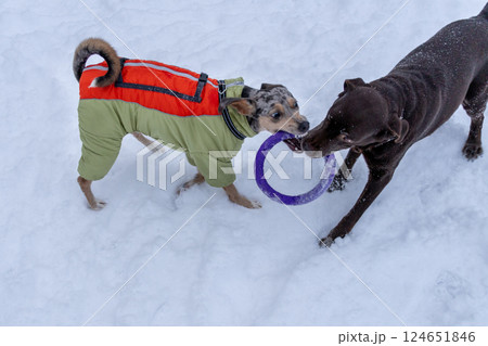 Two dogs are playing outside in winter, pets are pulling a purple puller ring. Two dogs are playing outside in winter, pets are pulling a purple puller ring. 124651846