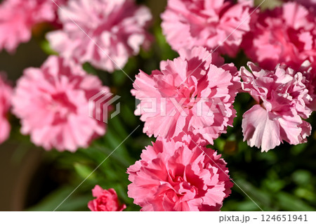 ピンクのカーネーション 124651941